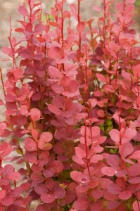 Orange Rocket Barberry