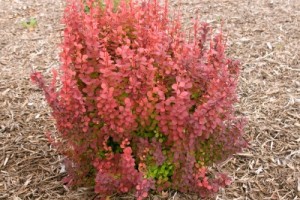 Orange Rocket Barberry1