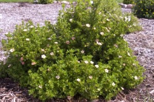 Pink Beauty Potentilla