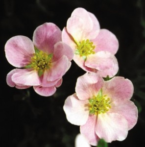 Pink Beauty Potentilla1