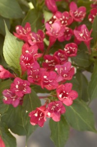 Red Prince Weigela