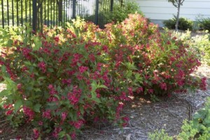 Red Prince Weigela1