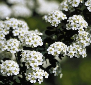 Snowmound Spirea