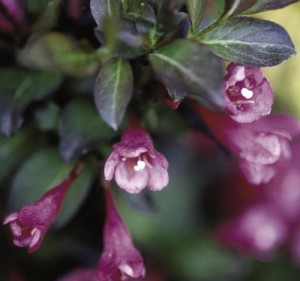 Tango Weigela