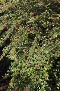 Tom Thumb Creeping Cotoneaster1