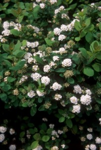 Tor Birchleaf Spirea