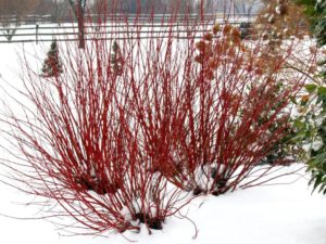 cornus_arctic_fire