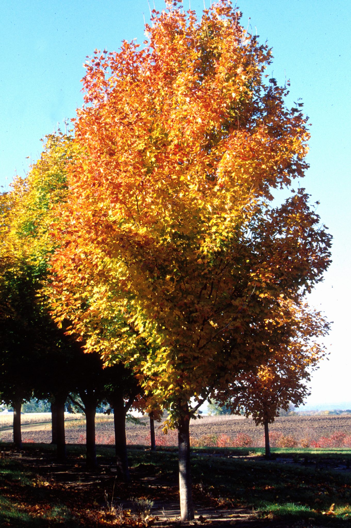 Green Mountain Maple Trees Today Nursery