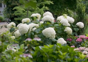 Incrediball® Hydrangea