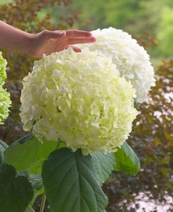 Incrediball® Hydrangea1