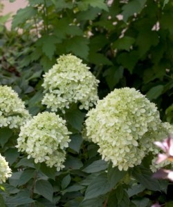 Little Lime™ Hydrangea