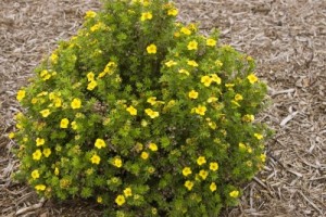 Mango Tango™ Potentilla