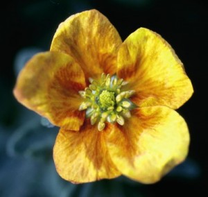 Mango Tango™ Potentilla1