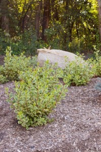 Rainbow Sensation™ Weigela