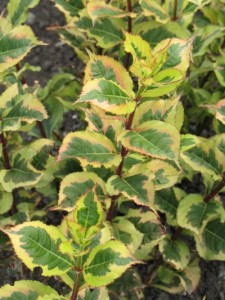 Rainbow Sensation™ Weigela1