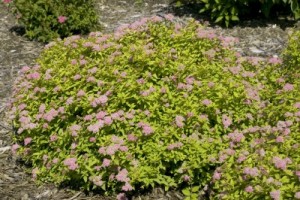 Sundrop™ Spirea