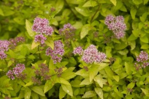 Sundrop™ Spirea1