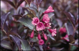 Wine & Roses® Weigela2