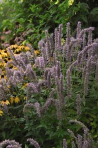 agastache