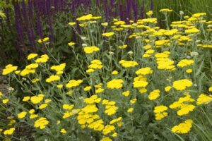 achillea moonshine-1793