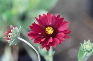 gaillardiaburgundyred_cc-jpg