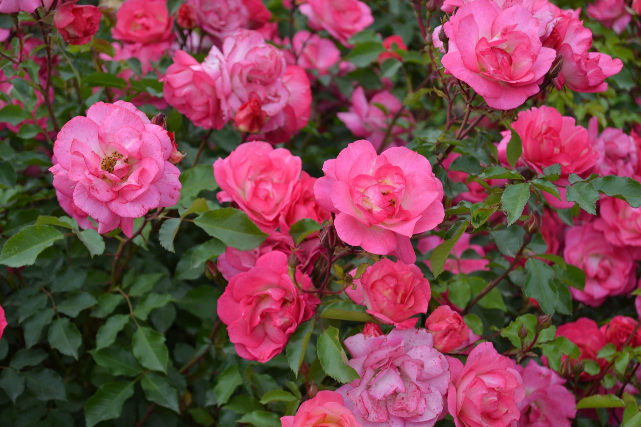 Sunrise Sunset Rose - Trees Today Nursery