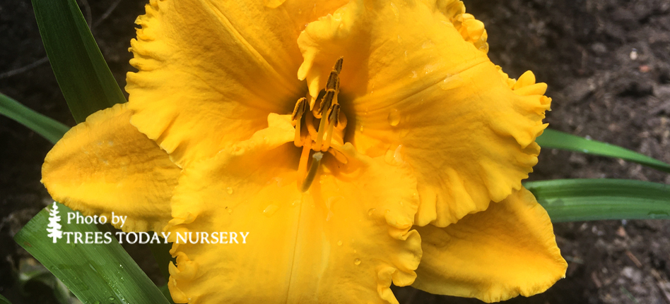 Saffron daylily slider