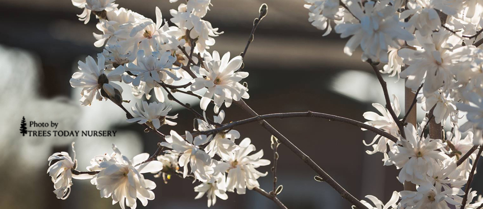 slider white star magnolia