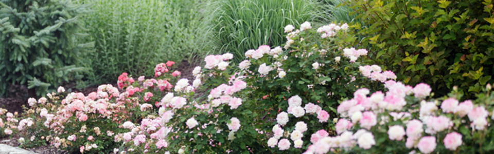 cover roses 1