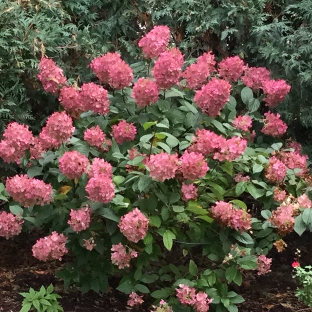 Fire Ice Hydrangea Mary Trees Today Nursery Fire Ice Hydrangea Mary Trees Today Nursery