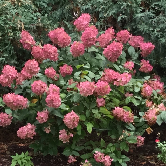 Fire Ice Hydrangea Mary Trees Today Nursery