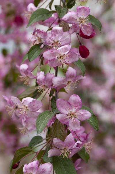 Ruby Tears™ Crabapple - Trees Today Nursery