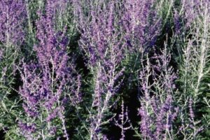 russian sage