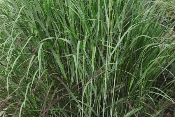 Shenandoah Switch Grass - Trees Today Nursery