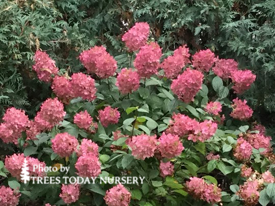 Fire And Ice Panicle Hydrangea Tree Trees Today Nursery