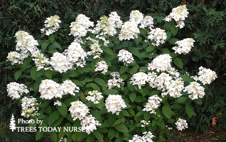 Fire And Ice Panicle Hydrangea Tree Trees Today Nursery