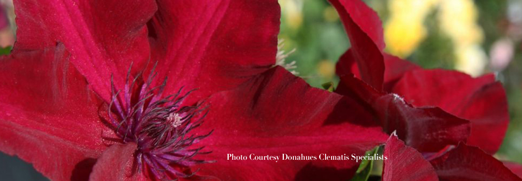 cover red nubia clematis