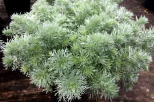 artemesia
