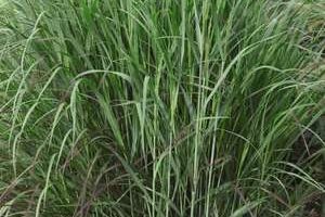 Panicum Shenandoah Switch Grass-
