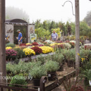 A foggy fall day at the garden center