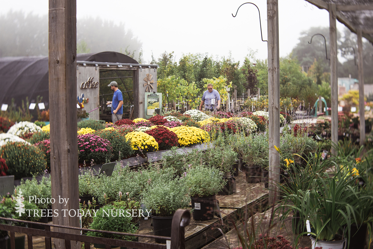 A foggy fall day at the garden center