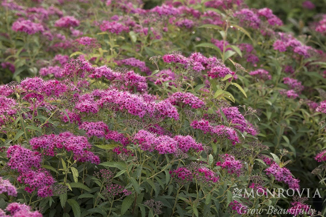 Spirea Neon Flash - Trees Today Nursery