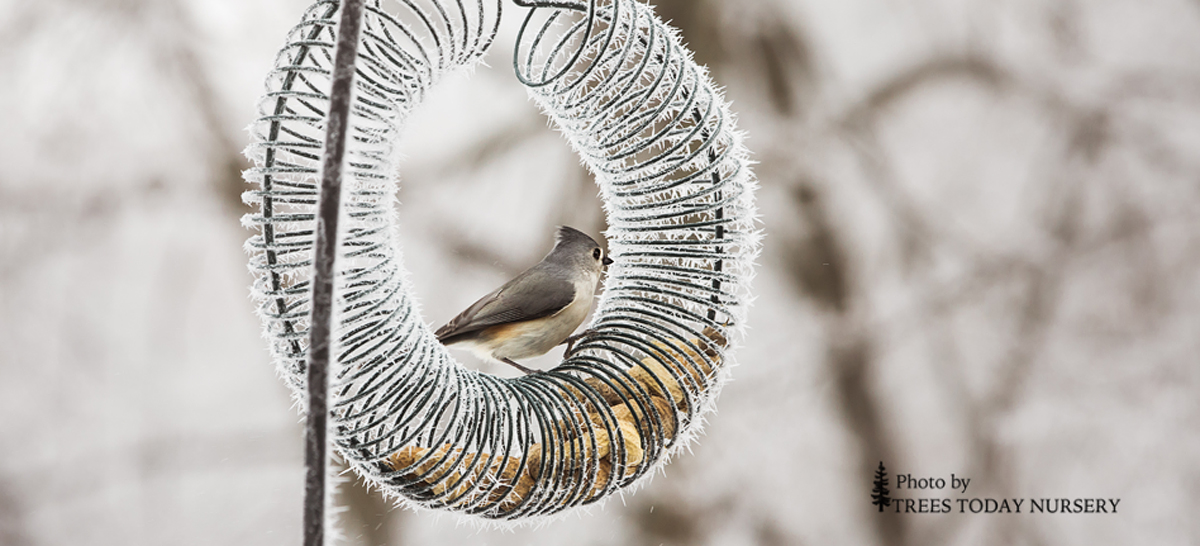 Nuthatch