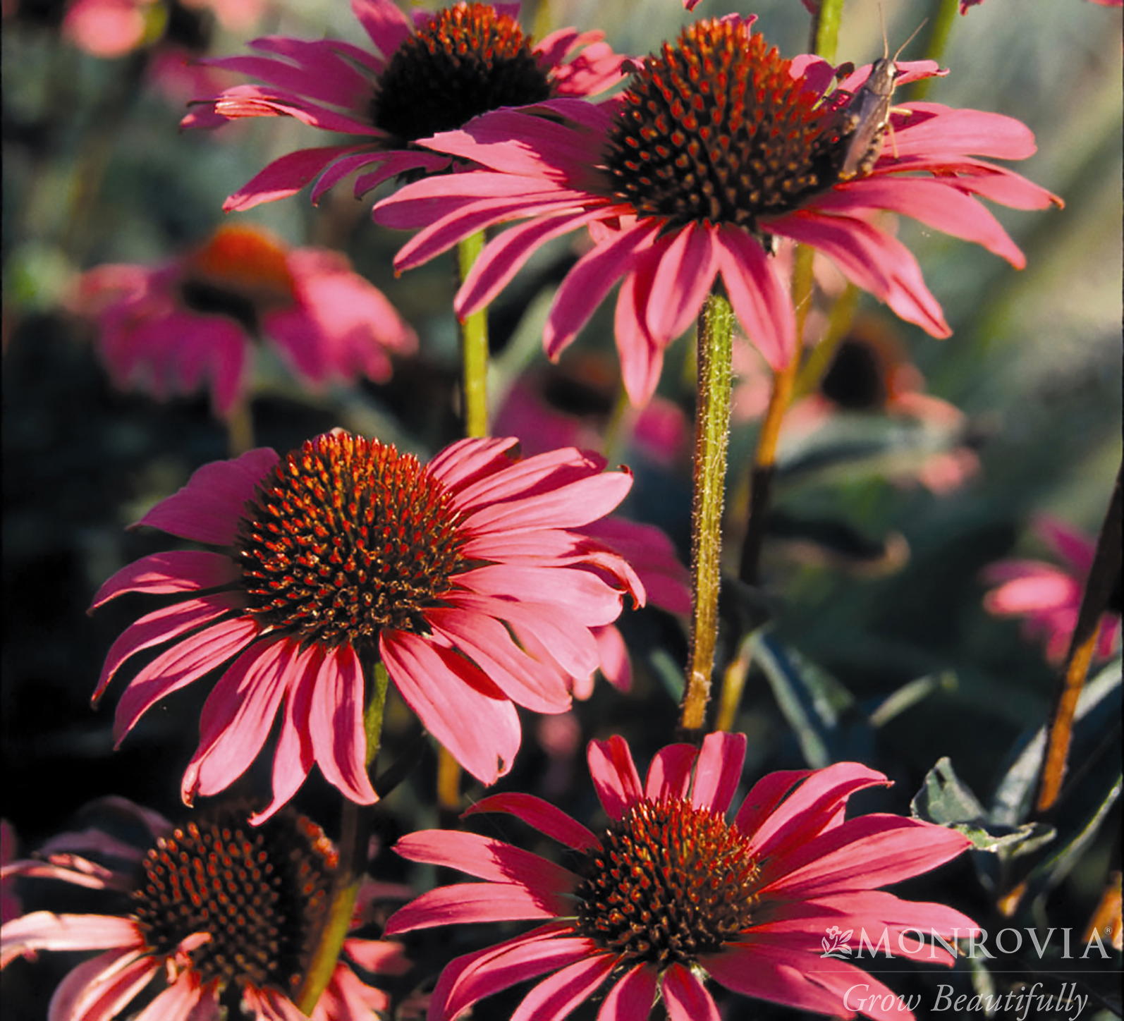 magnus purple coneflower magnus purple coneflower