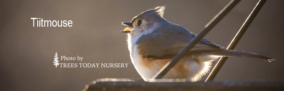 Titmouse