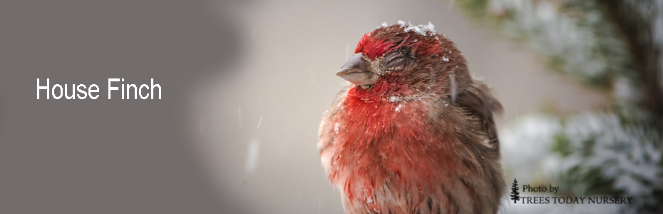 house finch