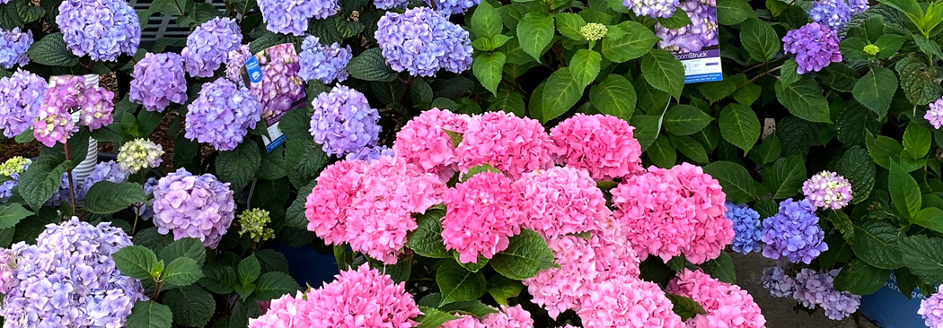 cover pink & blue hydrangea