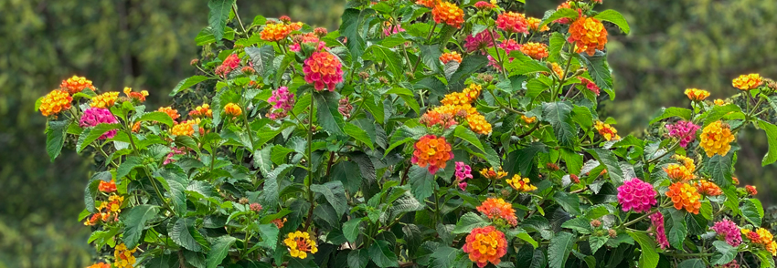 lantana tree slider