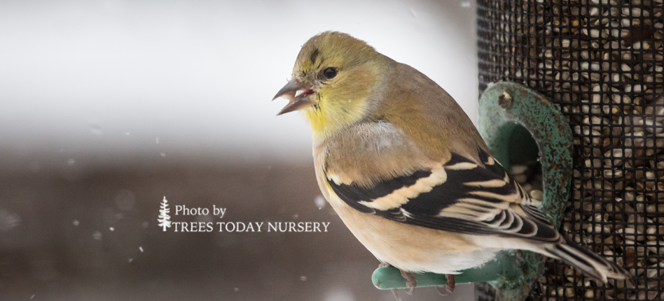 American Goldfinch