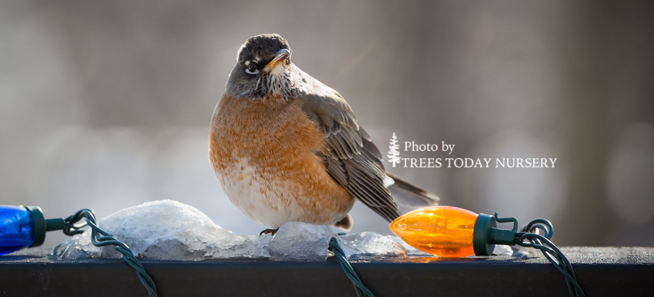American Robin